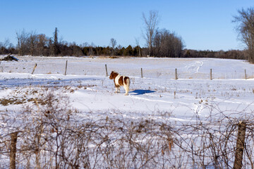 Miniature Horse in Field Near Canada-U.S. Border in Champlain, New York