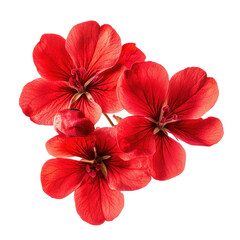 Bright red flowers showcasing intricate petal textures on a clean Transparent background, Closeup view wilted lotus flowers isolated on PNG background