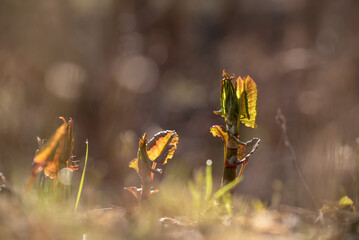 Młode pędy rdestowca japońskiego, w porannym słońcu. © Elżbieta Kaps