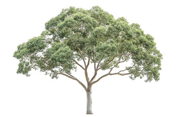 Fototapeta premium Lush, green tree with a wide canopy. Isolated against a transparent background. Grey trunk