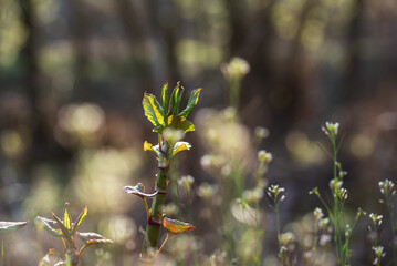 Młody rdestowiec japoński na łące.