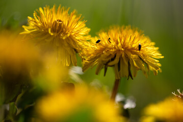 Żółte kwiaty mniszka lekarskiego na łace wiosną. 