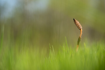 Młody skrzyp polny w trawie na łące.