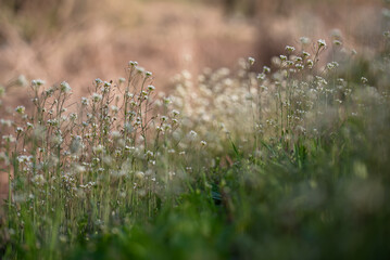 Kwiaty na łące, wiosenne kwiatowe tło.  © Elżbieta Kaps