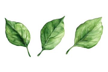three green leaves illustrated in a watercolor style showcasing their natural beauty and texture against a white background