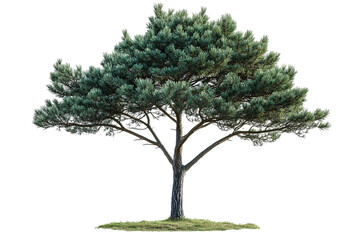 Majestic, mature tree stands tall with dense, green needles on a transparent background. Natural beauty