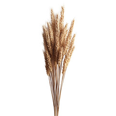 Fototapeta premium Golden Wheat Bundle on Black Background Harvest Autumnal Colors Nature