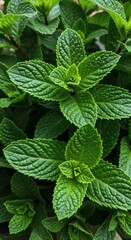 Lush Green Mint Leaves: A Vibrant Botanical Close-Up