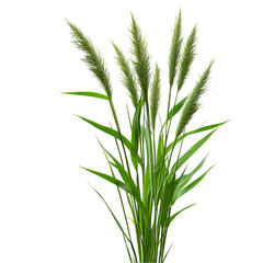 Fototapeta premium Lush Green Grass Blades with Seed Heads Isolated on Black Background,