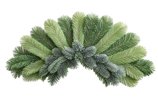 Evergreen fronds form a semi-circular arrangement with dual-toned needles against a stark transparent background