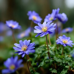Beautiful blue anemone flowers growing outdoors, top view. Spring season
