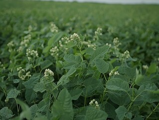 Naklejka premium Lush green potato plants blossoming with delicate white flowers in a vast field.