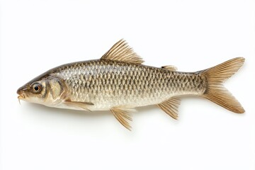 Freshwater carp fish detailed view on white background
