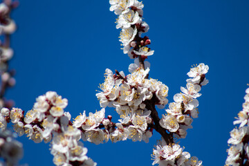 A bunch of white flowers on a tree branch against a blue sky
