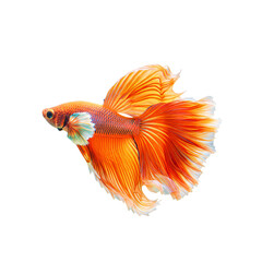 Fototapeta premium Colorful Betta Fish Isolated on Transparent Background