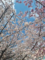 It is a cherry tree with cherry blossoms in full bloom.
