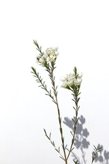 Wax flower with white background and white flowers