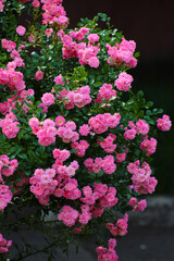 Naklejka premium A bush of pink flowers with green leaves on a wall