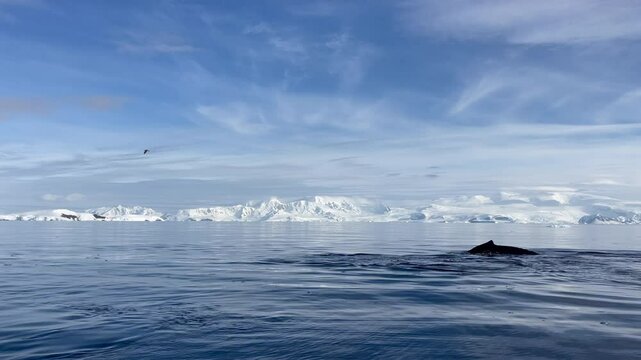 Humpback Whales Resting Near Surface Blowhole Air Bursts From Antarctica Cruise Ship Close Up Sail By Calm Water