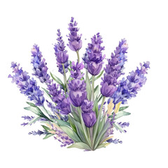 lavender flowers isolated on white