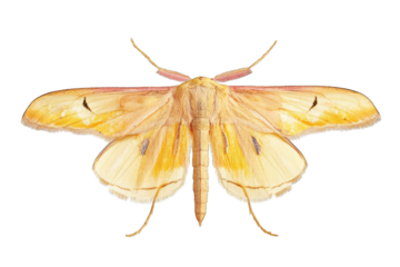 a detailed illustration of a moth showcasing its vibrant yellow and orange wings with distinct patterns the purpose is likely educational highlighting the beauty of insect anatomy