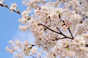満開の忍野八海の桜