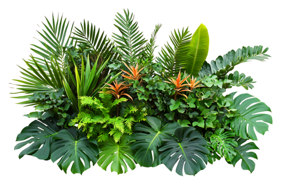 evergreen leaves of tropical plants shrubs (Monstera, palm, fern, rubber plant, pine, birds nest fern) floral arrangement isolated on white background . cutout, or clipping path.,

