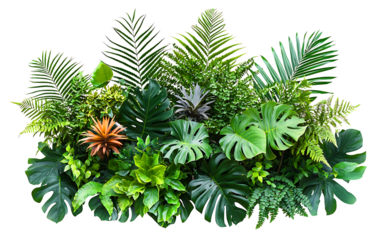 evergreen leaves of tropical plants shrubs (Monstera, palm, fern, rubber plant, pine, birds nest fern) floral arrangement isolated on white background . cutout, or clipping path.,

