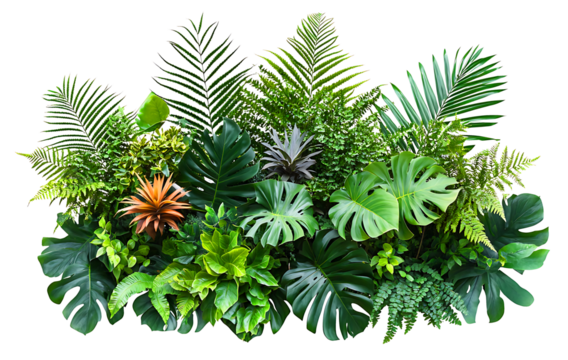 evergreen leaves of tropical plants shrubs (Monstera, palm, fern, rubber plant, pine, birds nest fern) floral arrangement isolated on white background . cutout, or clipping path.,


