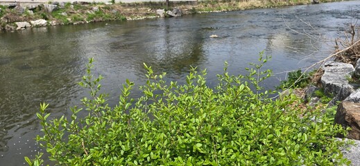 reeds in the water