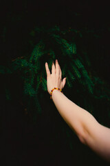 A woman's hand with a bracelet gently touches the lush green branches of a fir tree in the dark forest, symbolizing the connection between man and nature.