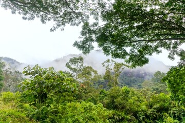 Forest on the misty hillsides in the morning