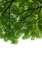 Fototapeta premium Green lush tree canopy background