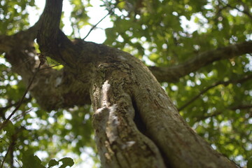 Close-up of textured tree trunk in forest	