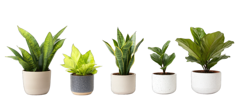 five decorative potted plants of varying sizes and types showcasing greenery in modern pots against a white background ideal for home or office decor