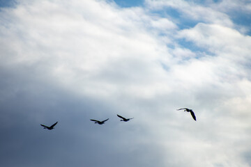 Geese Migrating int Early Spring North Dakota