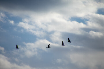 Geese Migrating int Early Spring North Dakota