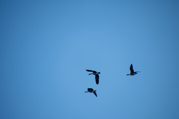 Geese Migrating int Early Spring North Dakota