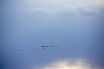 Geese Migrating int Early Spring North Dakota