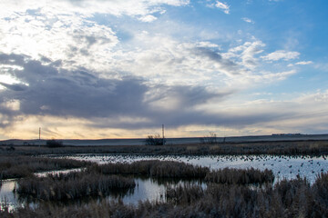 Migrating geese resting on a pond near sunset North Dakota
