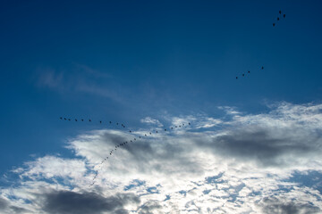 Geese Migrating int Early Spring North Dakota