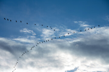 Geese Migrating int Early Spring North Dakota