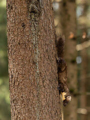 Baummarder klettert am Stamm hinunter