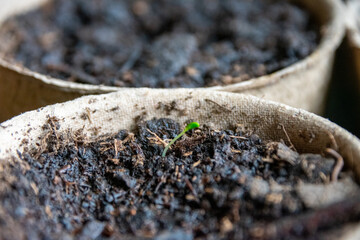 Tiny plant sprouting in a cup