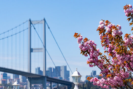 Judas Tree in the 15 July Martyrs Bridge Photo, Spring Time in the Bosphorus, Beylerbeyi Usk&uuml;dar, Istanbul Turkiye (Turkey)