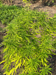 cannabis plant, marijuana leaves in nature garden