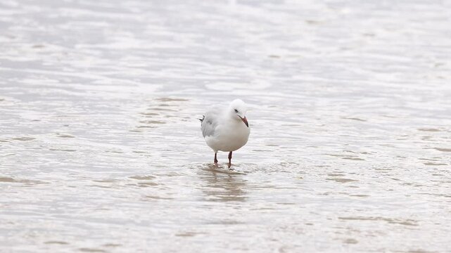 Red-billed Gulls Strolling Along Great Ocean Road Beach