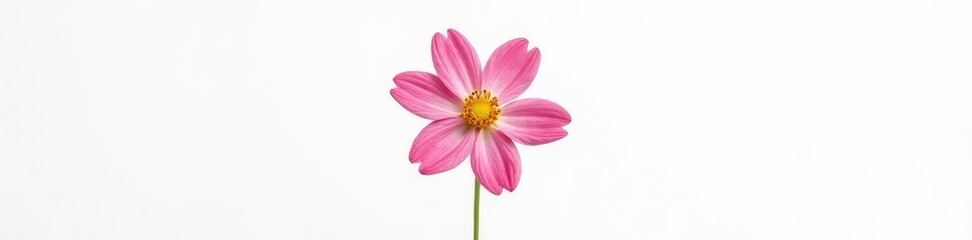 Fototapeta premium Single flower blooming in pristine white background, white, isolation, flower