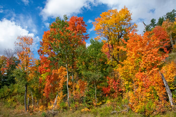 Northern Michigan tree line in autumn