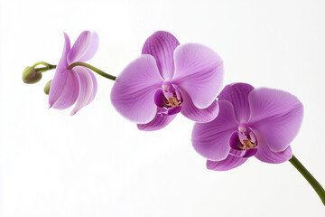 Obraz premium A single lilac orchid on white background
